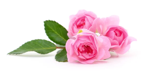 Schöne rosa Rosen. — Stockfoto