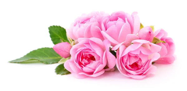 Schöne rosa Rosen. — Stockfoto