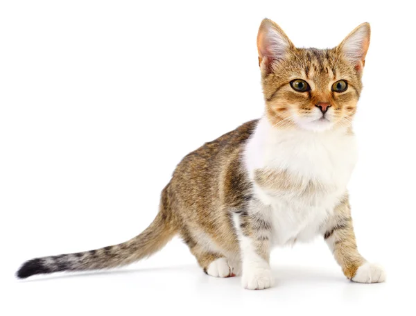 Gatinho no fundo branco. — Fotografia de Stock