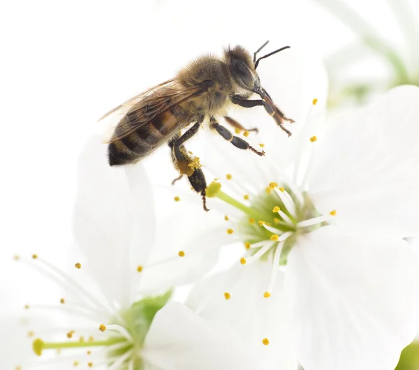 꿀벌과 흰색 꽃 — 스톡 사진