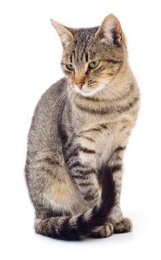 Beyaz zemin üzerinde kedi yavrusu.