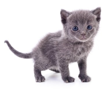 Beyaz zemin üzerinde kedi yavrusu.