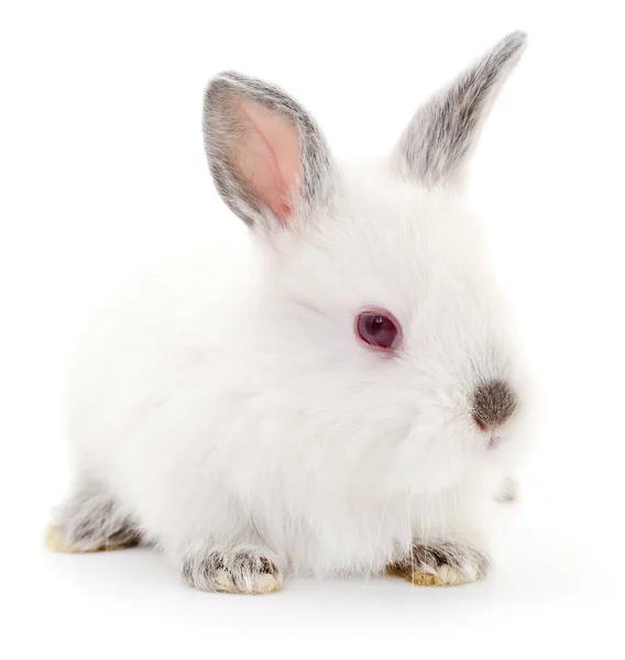白ウサギ. — ストック写真