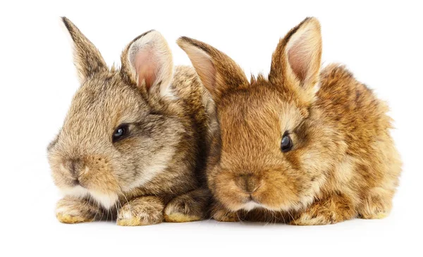 Zwei Hasen. — Stockfoto