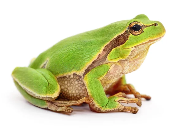 Small tree frog. — Stock Photo, Image