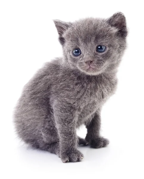 Gatinho no fundo branco. — Fotografia de Stock