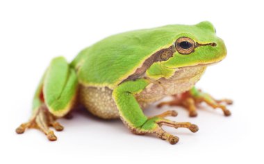 küçük ağaç kurbağası.