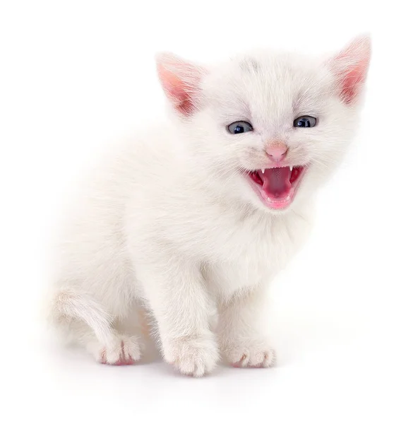 Kattunge på vit bakgrund. — Stockfoto