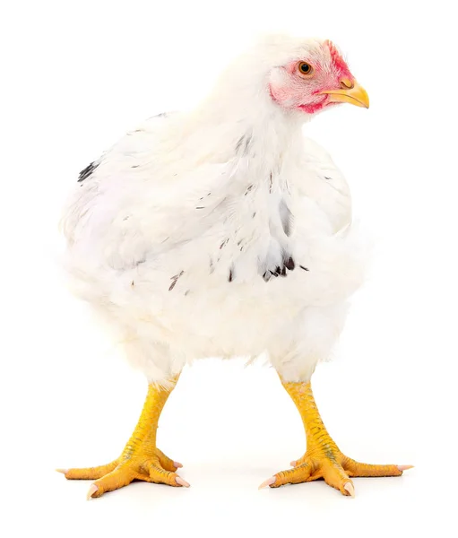 Witte kip geïsoleerd. — Stockfoto