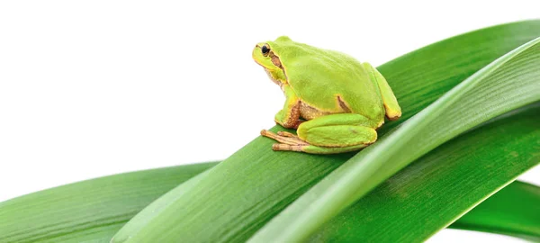 Frosch sitzt auf einem Blatt — Stockfoto