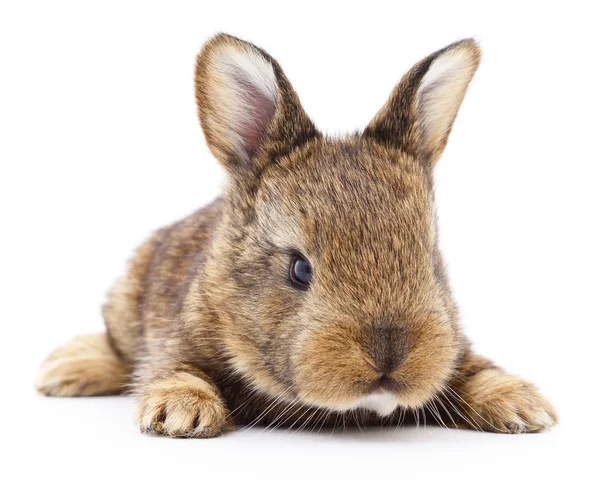 Коричневый кролик . — стоковое фото