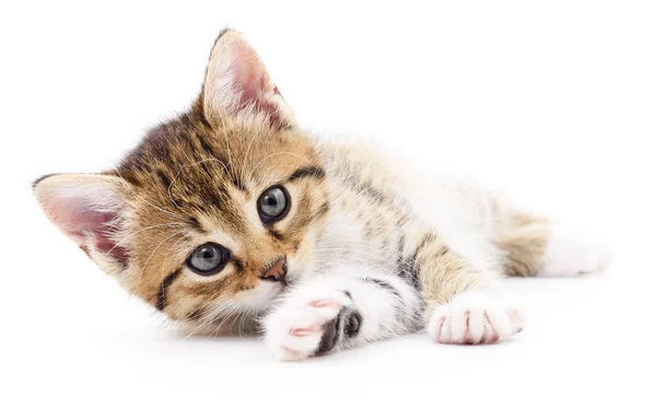 Kitten on white background. — Stock Photo, Image