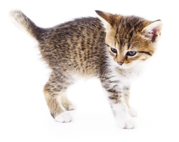 Kitten op witte achtergrond. — Stockfoto