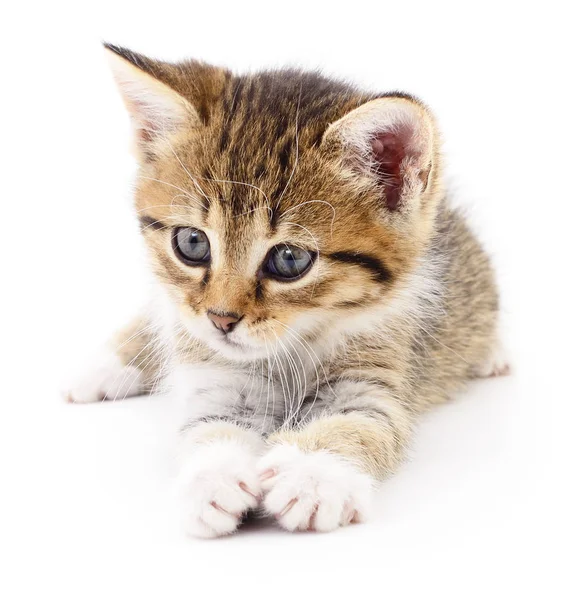 Kitten on white background. — Stock Photo, Image