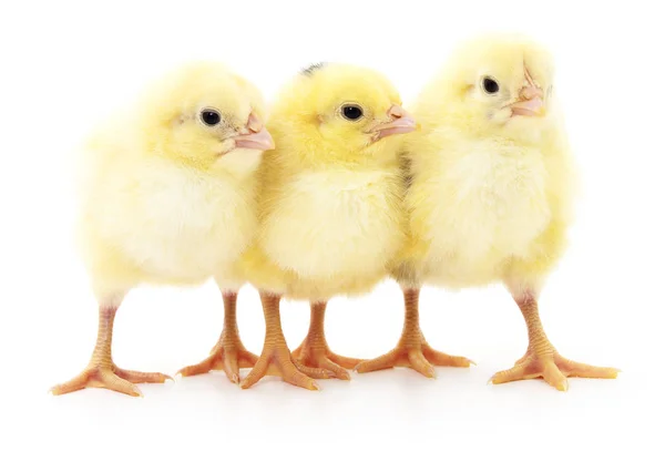 Tres polluelos lindos . — Foto de Stock