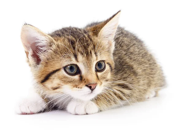 Kitten on white background. — Stock Photo, Image