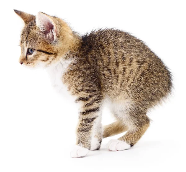 Gatinho no fundo branco. — Fotografia de Stock