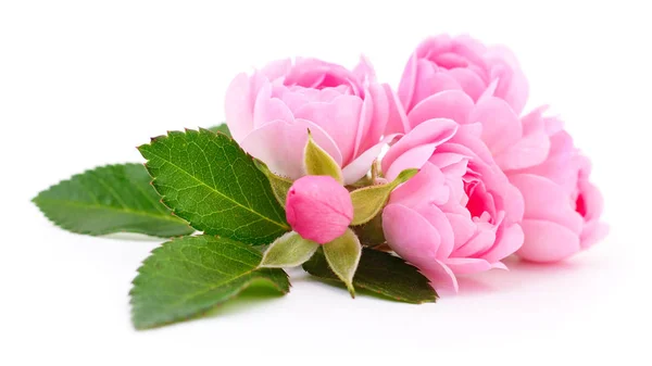 Gyönyörű rózsaszín rózsák. — Stock Fotó