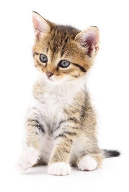 Beyaz zemin üzerinde kedi yavrusu.