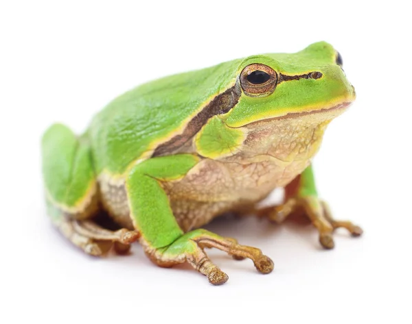 Rana arborícola pequeña . — Foto de Stock