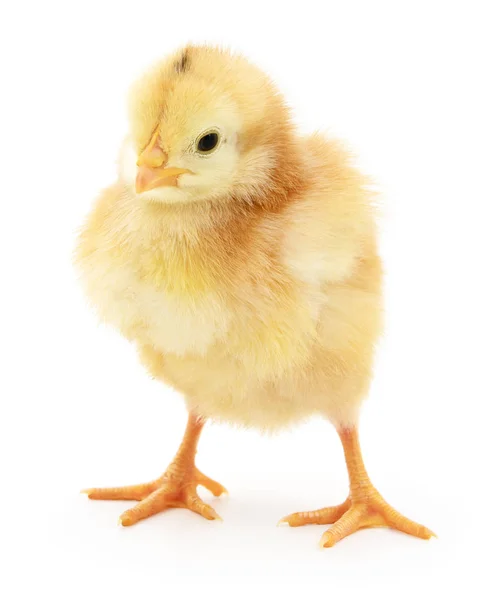 Pollo amarillo pequeño — Foto de Stock