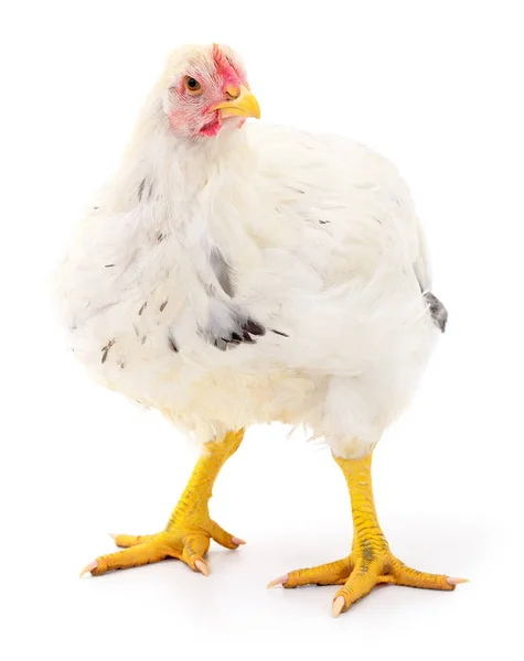 White hen isolated. — Stock Photo, Image