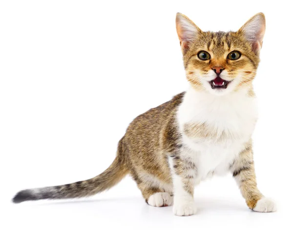 Gatinho no fundo branco. — Fotografia de Stock