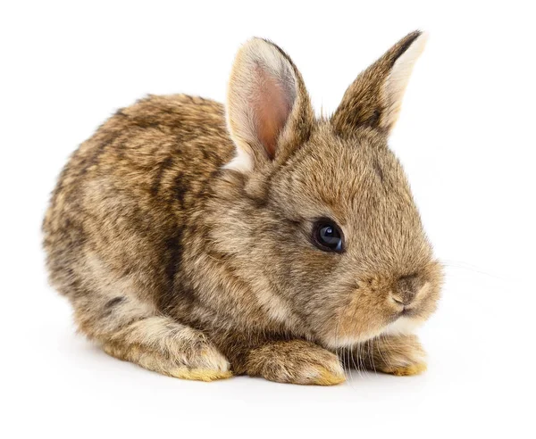 Conejo marrón conejo . — Foto de Stock
