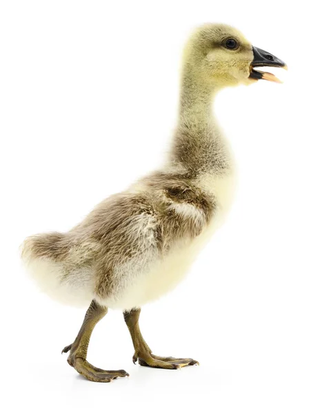 Little gosling isolated. — Stock Photo, Image