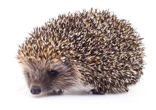 Hedgehog op wit. — Stockfoto