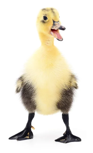 One yellow duckling. — Stock Photo, Image