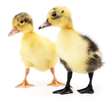 iki sarı ördek yavrusu.