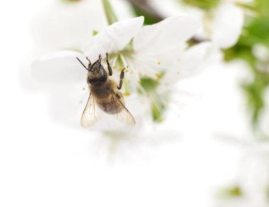 Bal arısı ve beyaz çiçekler