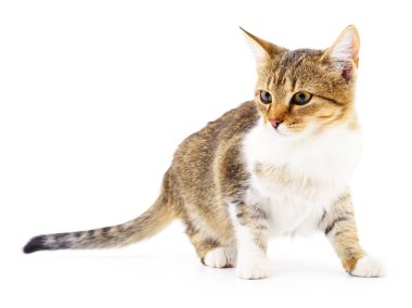 Beyaz zemin üzerinde kedi yavrusu.