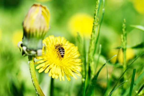 Abeja y flores amarillas . —  Fotos de Stock