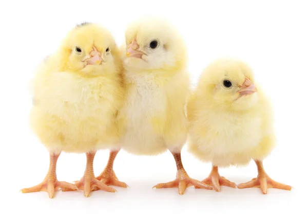 Trois poussins mignons . — Photo