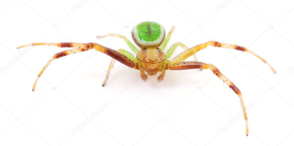 Tsekhmister