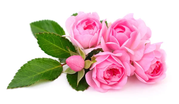 Krásné růžové růže. — Stock fotografie