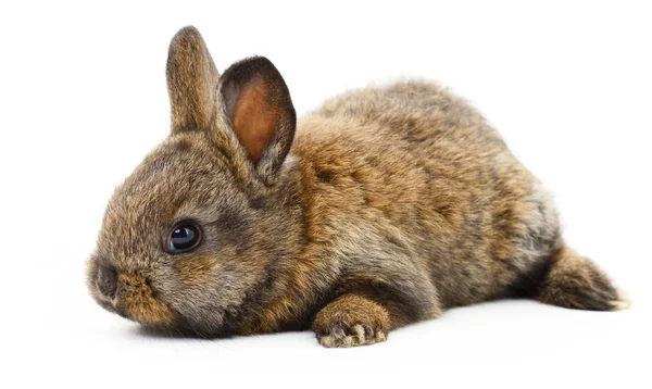 Brown bunny rabbit. — Stock Photo, Image
