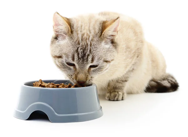 Kočka jí suché jídlo. — Stock fotografie
