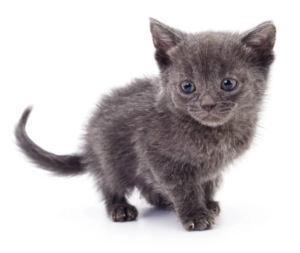 Beyaz zemin üzerinde kedi yavrusu.