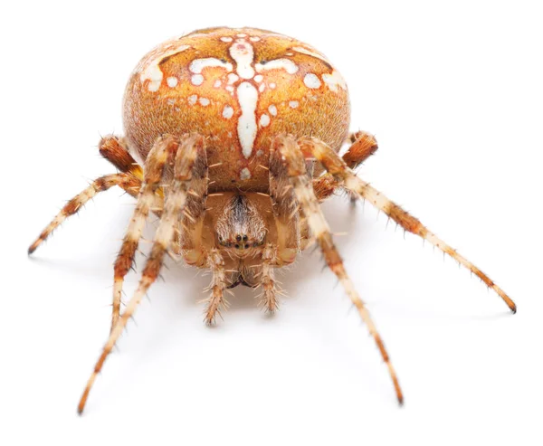 Bruin huis Spider. — Stockfoto