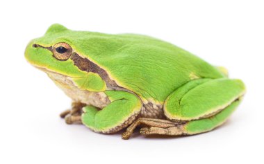 küçük ağaç kurbağası.