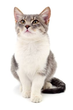 Beyaz zemin üzerinde kedi yavrusu.