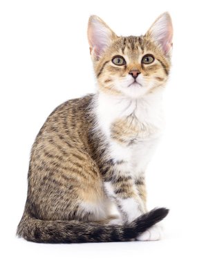 Beyaz zemin üzerinde kedi yavrusu.