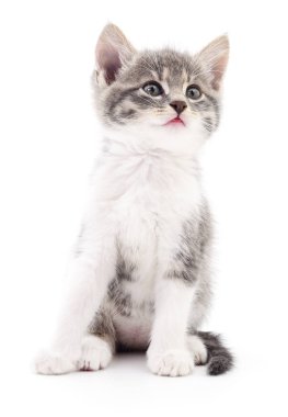 Beyaz zemin üzerinde kedi yavrusu.