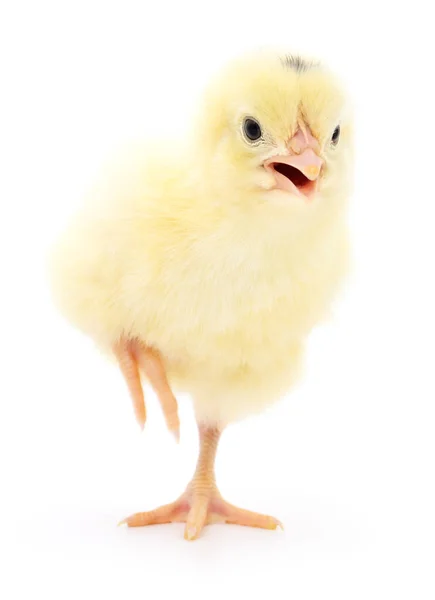 Små gula kyckling — Stockfoto