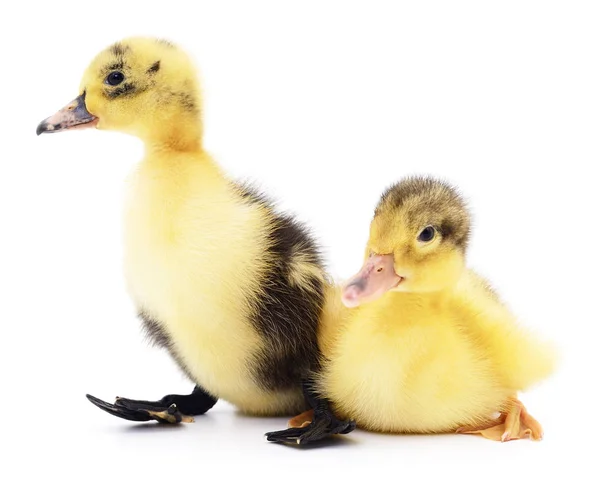 Zwei gelbe Entchen. — Stockfoto