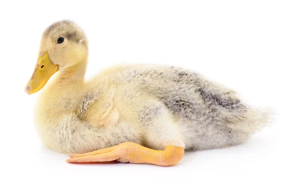 Un canard jaune — Photo