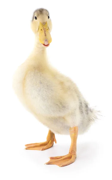 Een geel duckling — Stockfoto